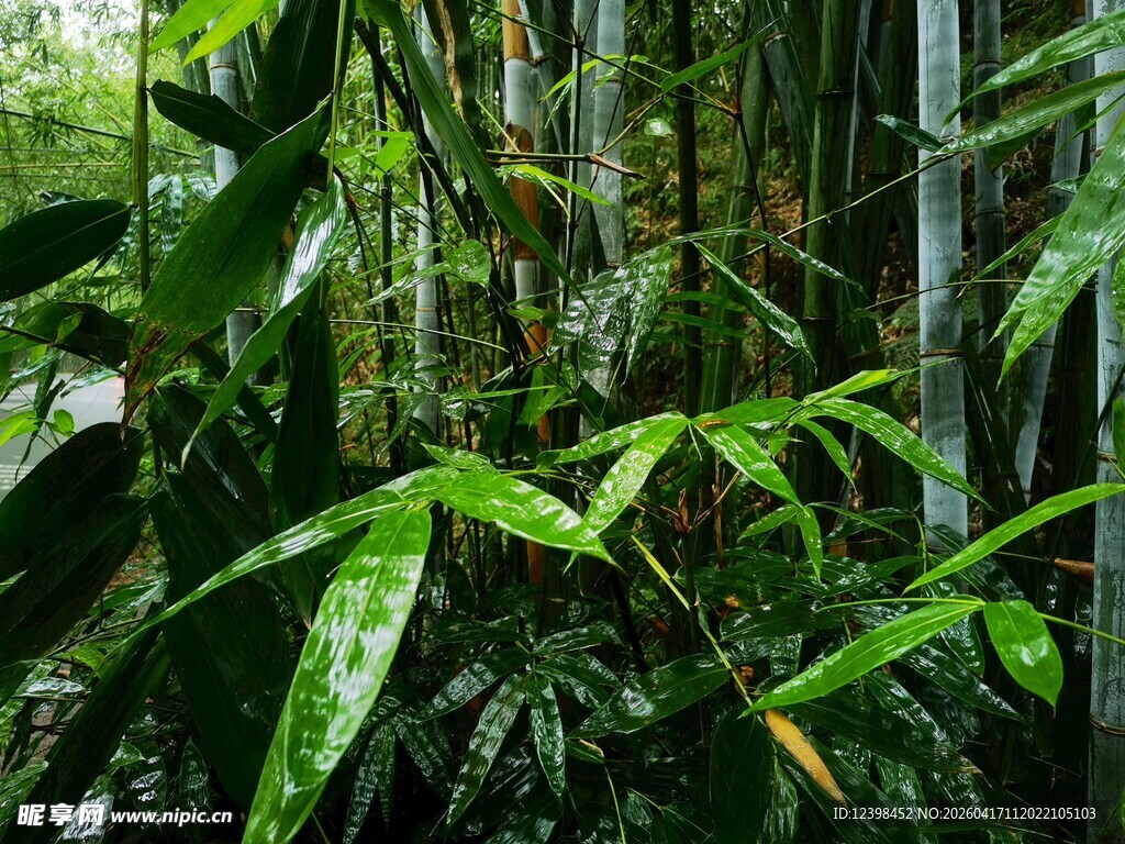 翠绿竹林中的清新植物景观