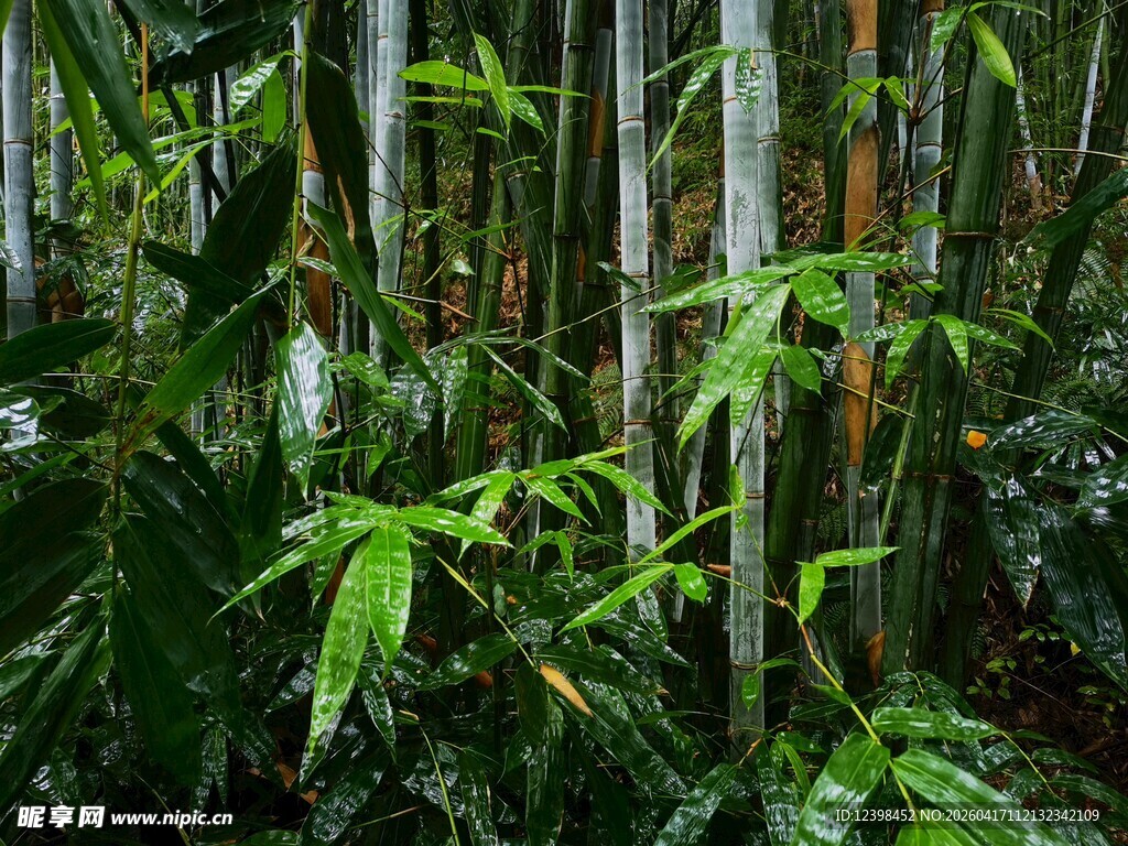 翠绿竹林中的自然景致