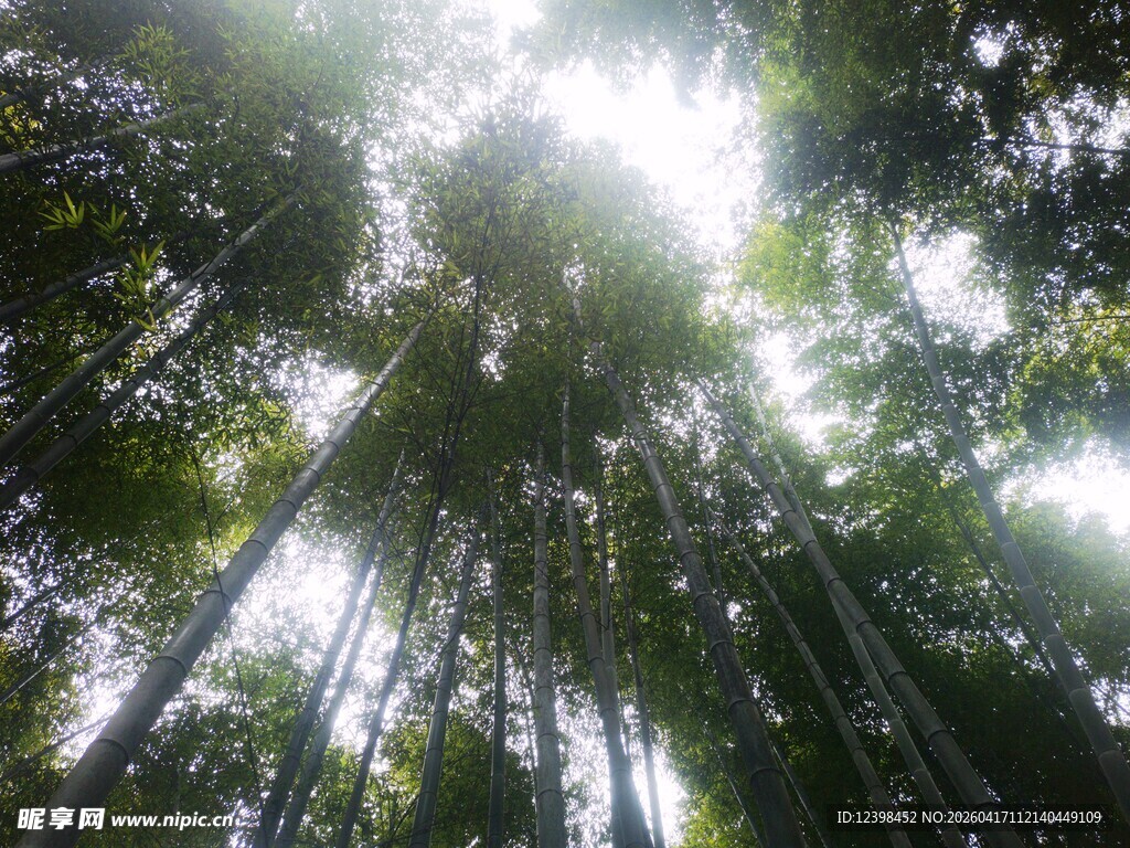 阳光洒落的茂密竹林