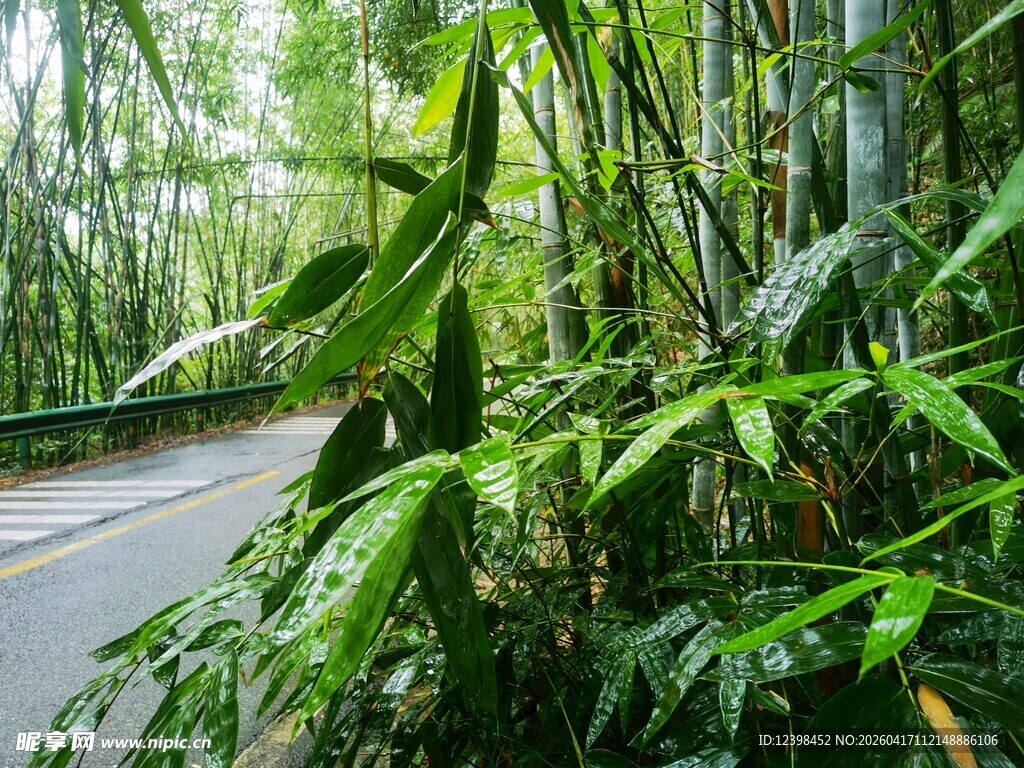 竹林中的幽静小路