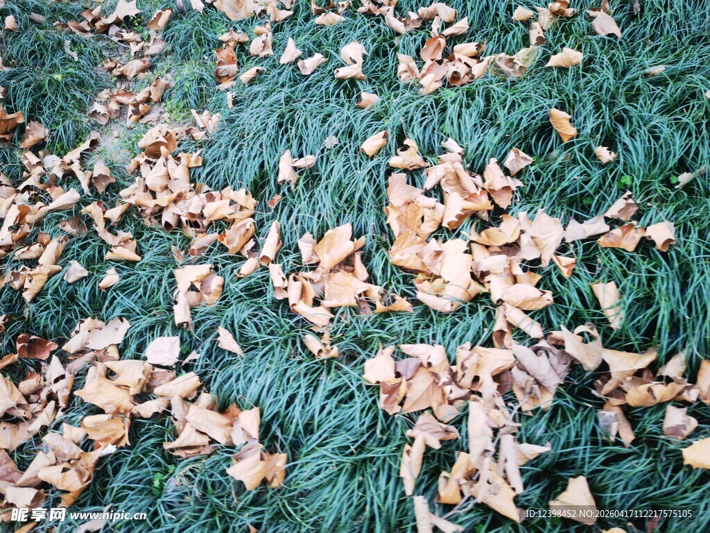 绿色地面上的散落枯叶