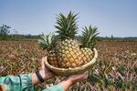 手捧菠萝于菠萝田中