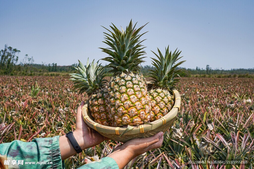 手捧菠萝于菠萝田中