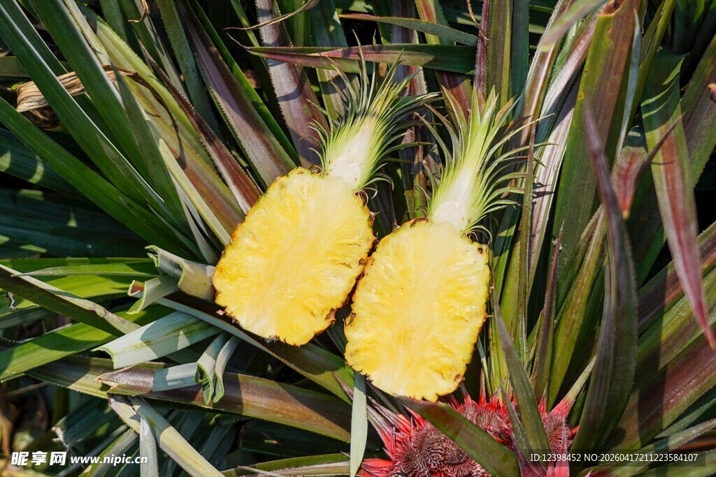 田间成熟的新鲜菠萝