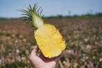 手持切开的新鲜菠萝