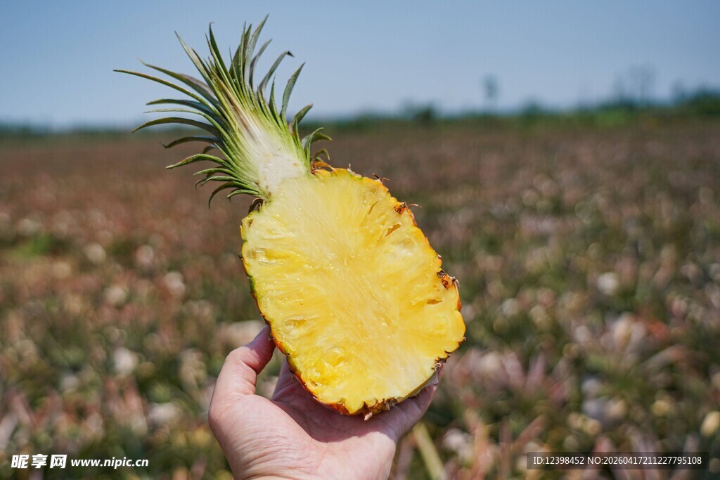 手持切开的新鲜菠萝
