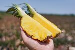 手中鲜切菠萝展示