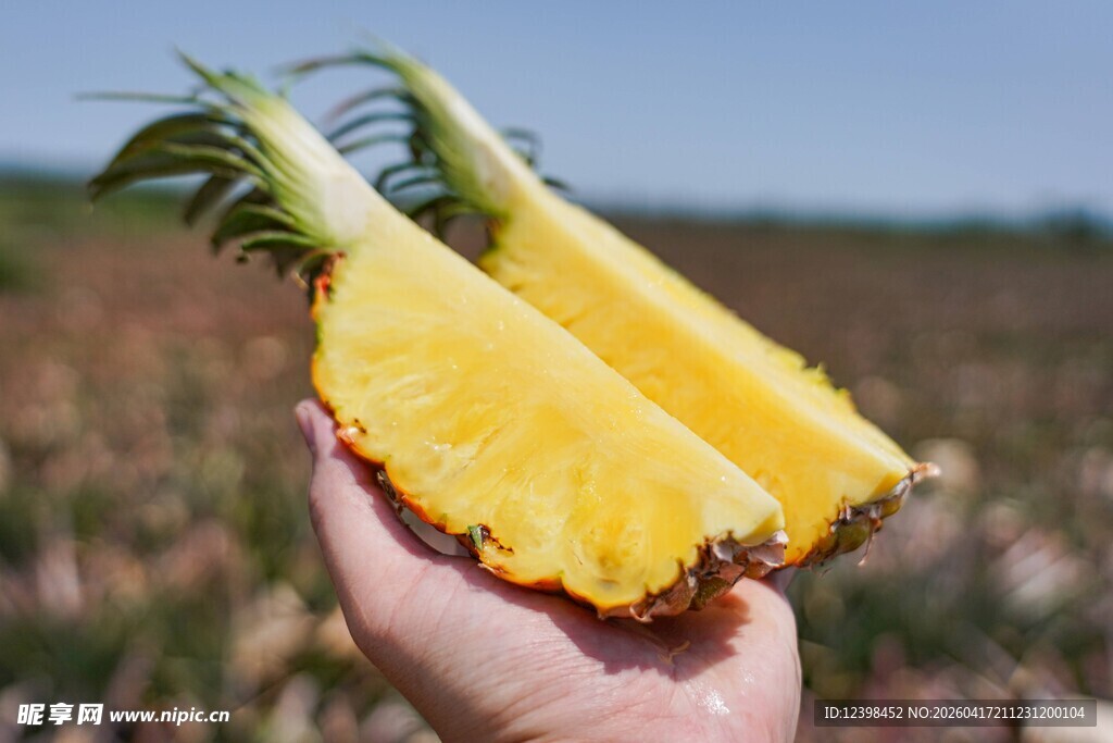 手中鲜切菠萝展示
