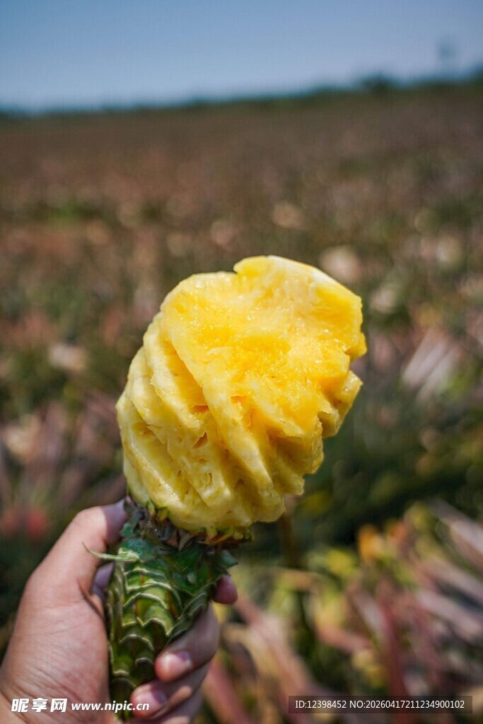 手持新鲜去皮黄菠萝