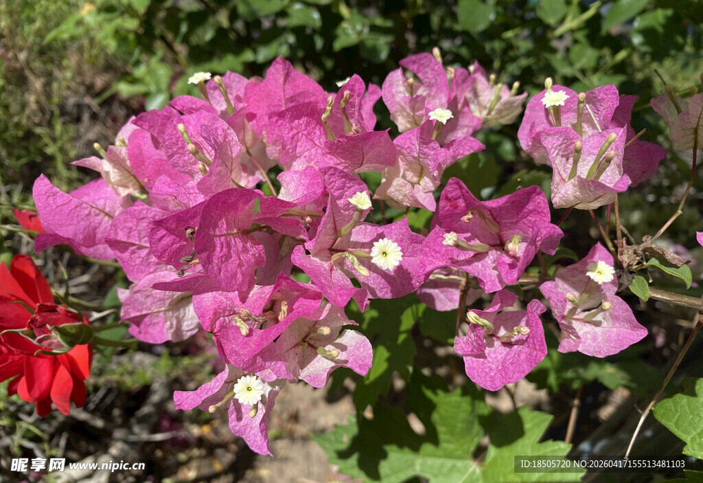 娇艳三角梅绽放