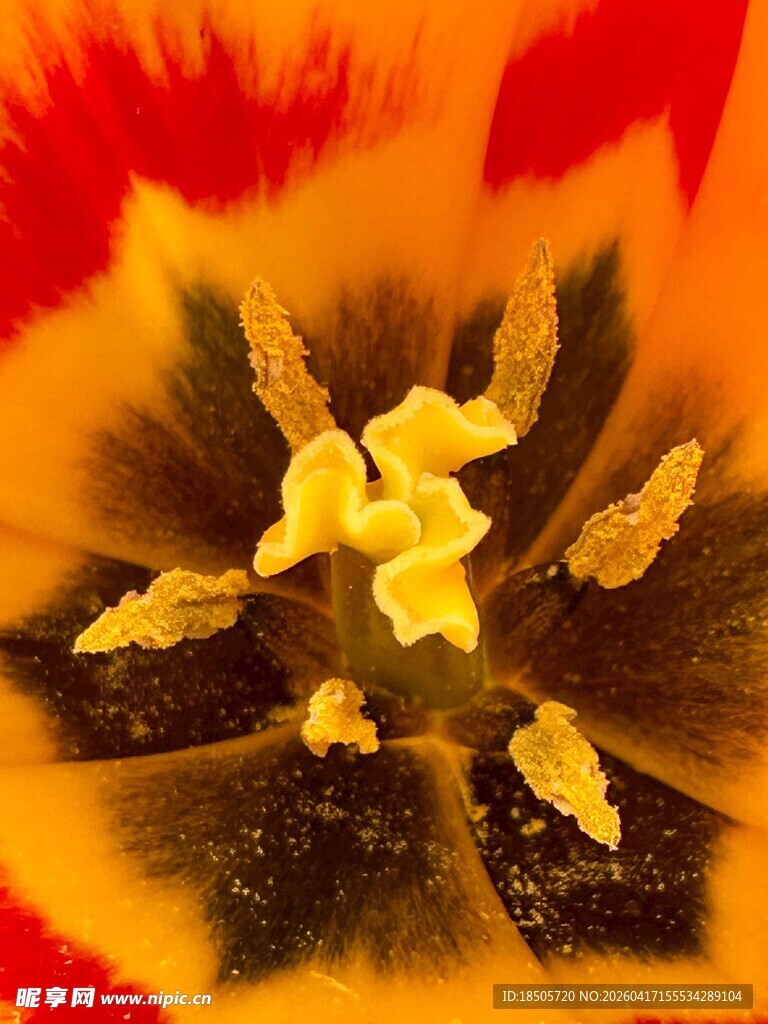 艳丽郁金香花蕊特写