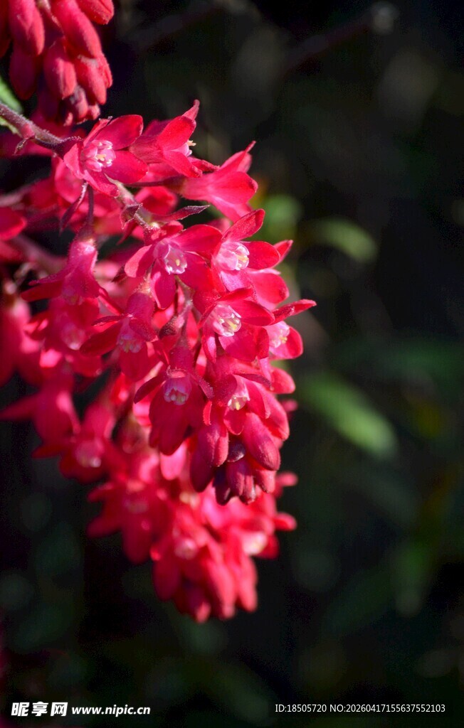 艳丽红色花朵特写