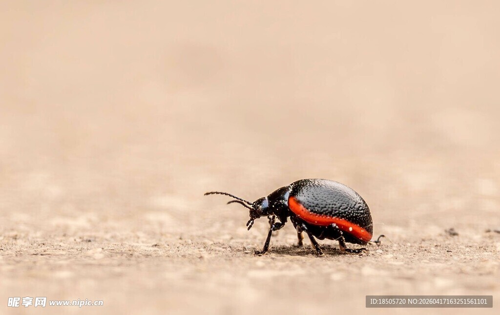 红黑甲虫特写