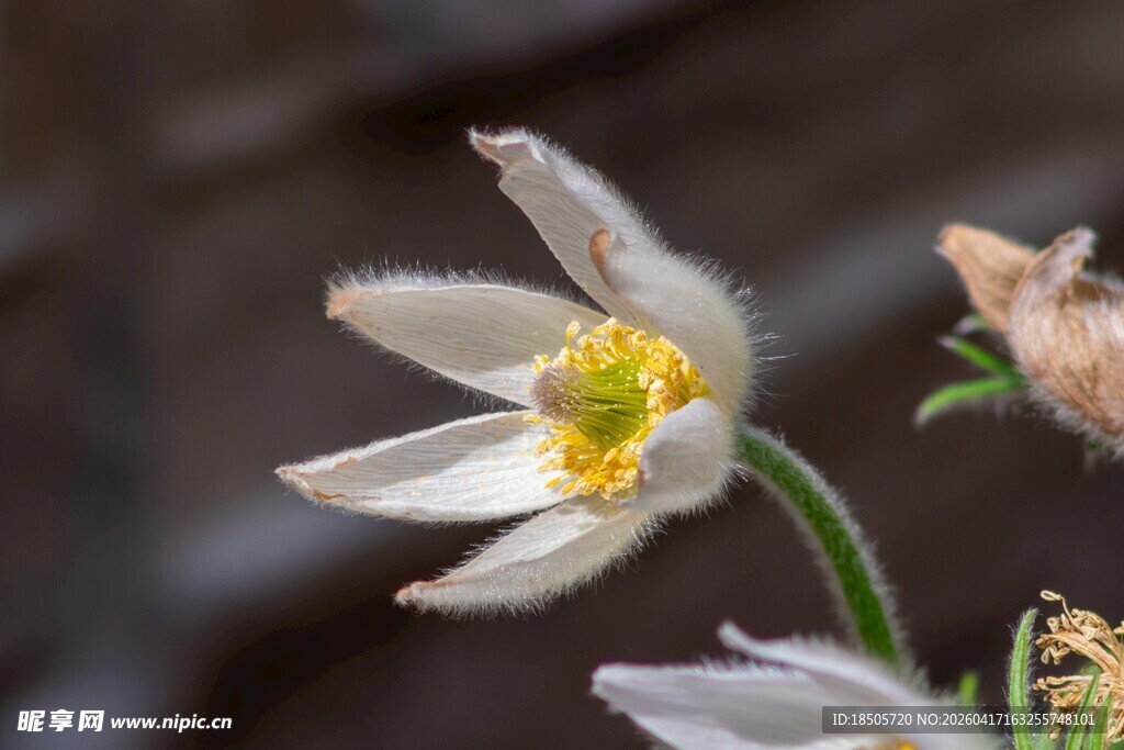 白色白头翁花特写
