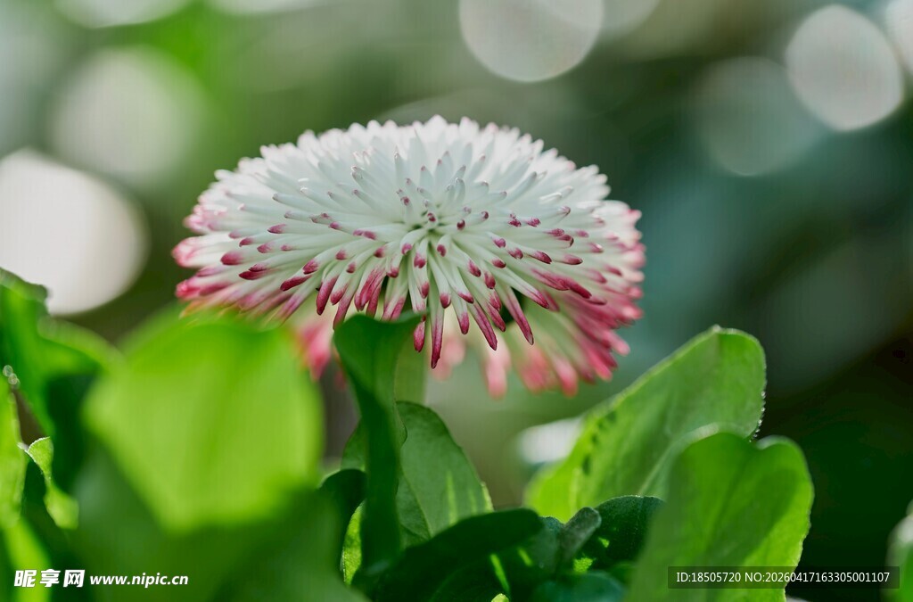 白色带粉花朵特写
