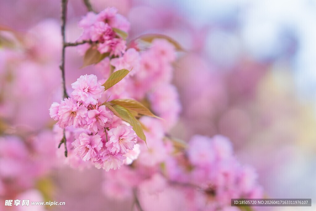 粉嫩樱花枝头绽放