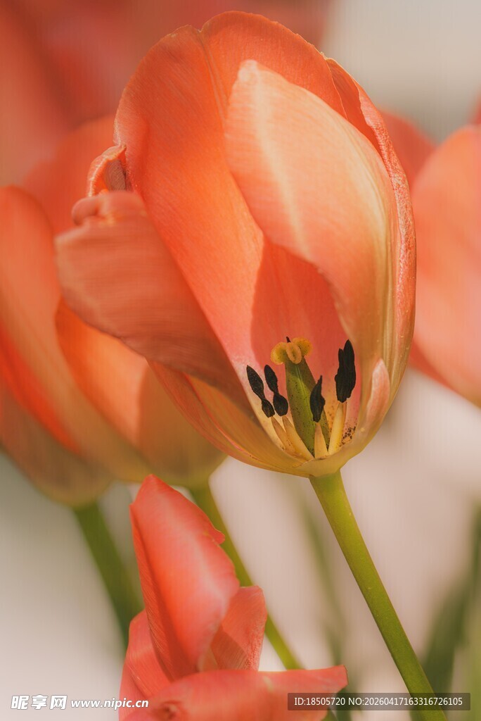 娇艳橙色郁金香绽放