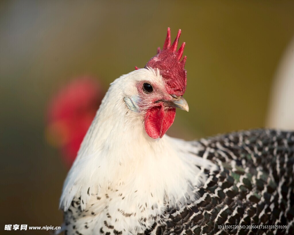 黑白花公鸡特写