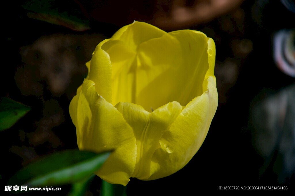 黄色郁金香特写