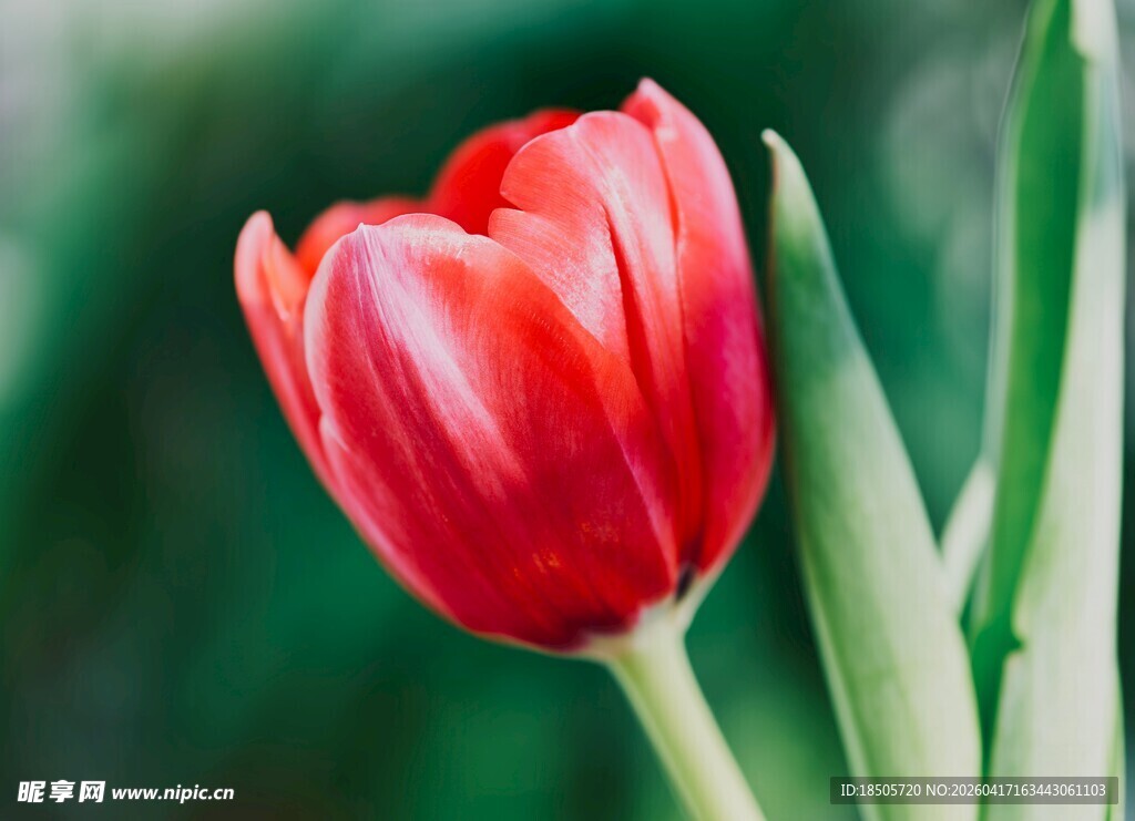 娇艳欲滴的红色郁金香