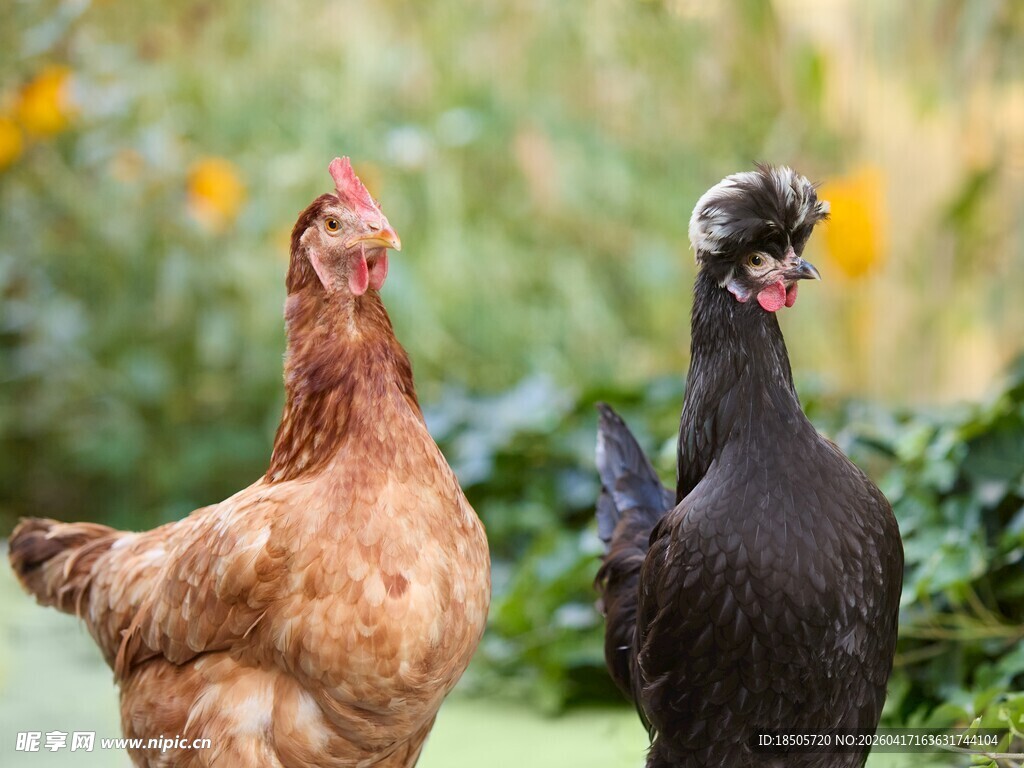 田园中两只色彩各异的鸡