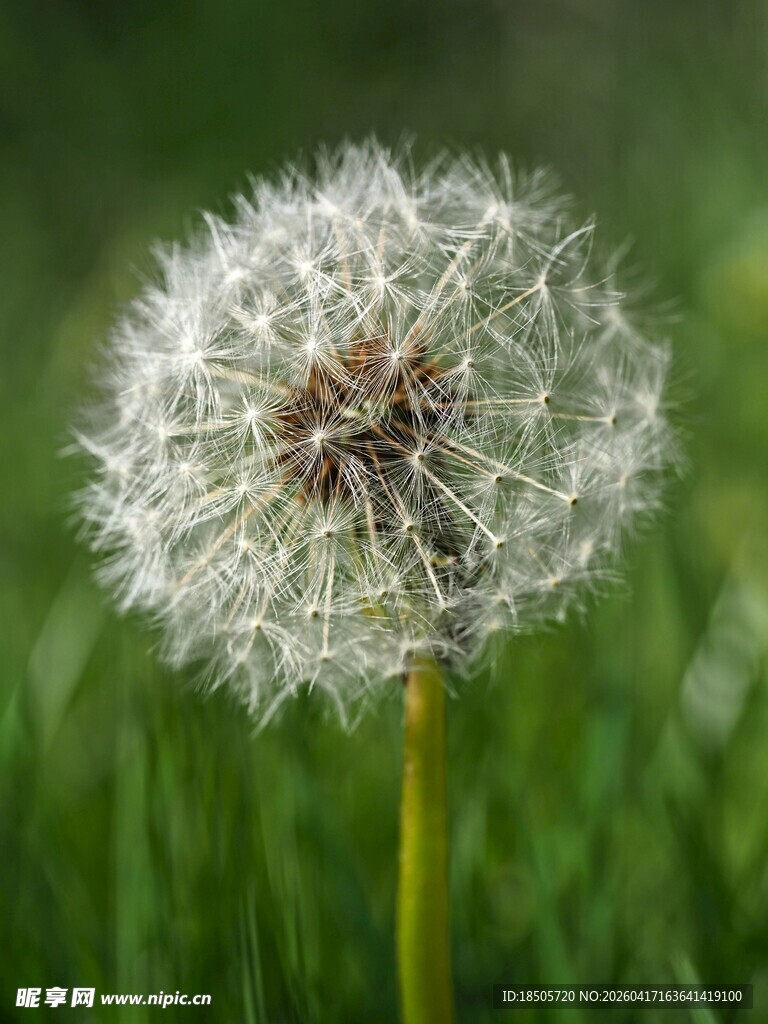 蒲公英特写
