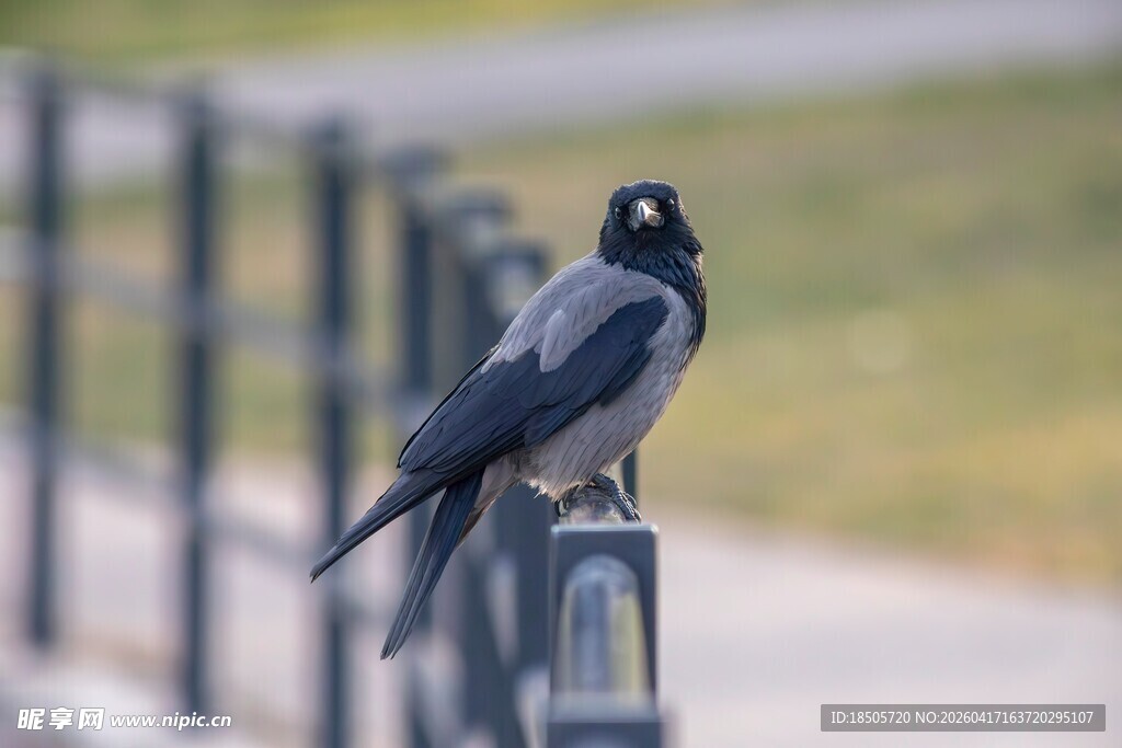 灰黑色鸟儿栖息于栏杆上