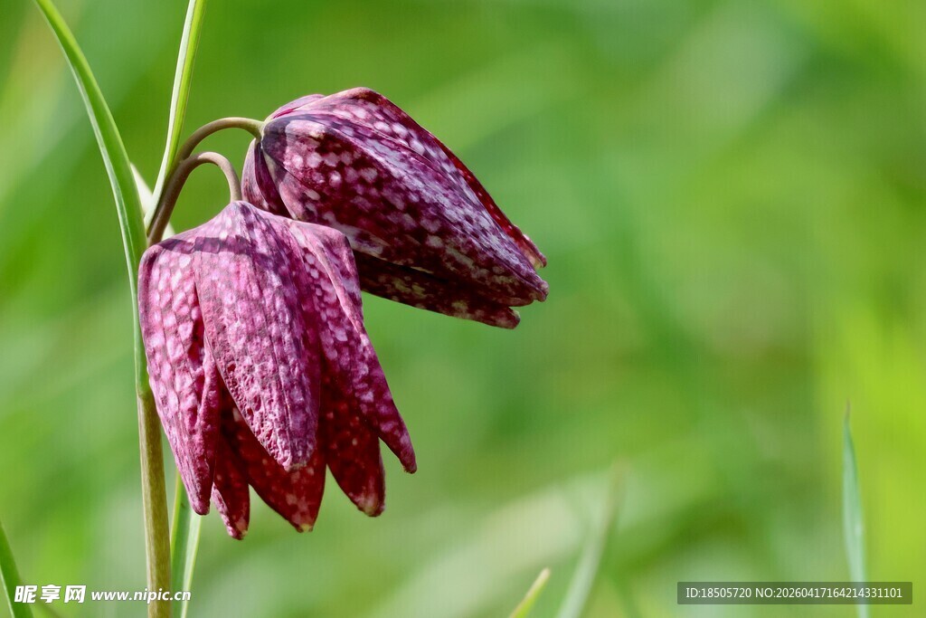 紫色贝母花特写