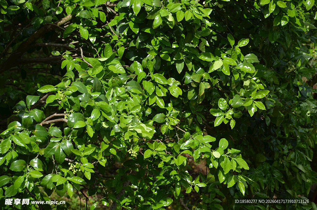 翠绿繁茂的树叶景观