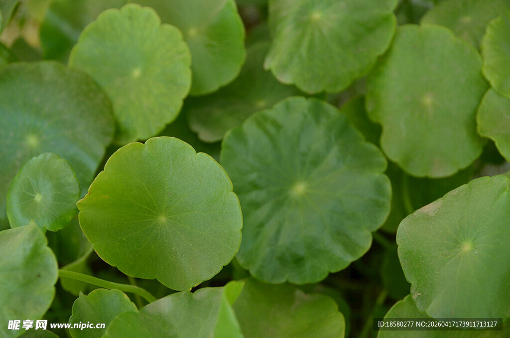 翠绿铜钱草叶片特写