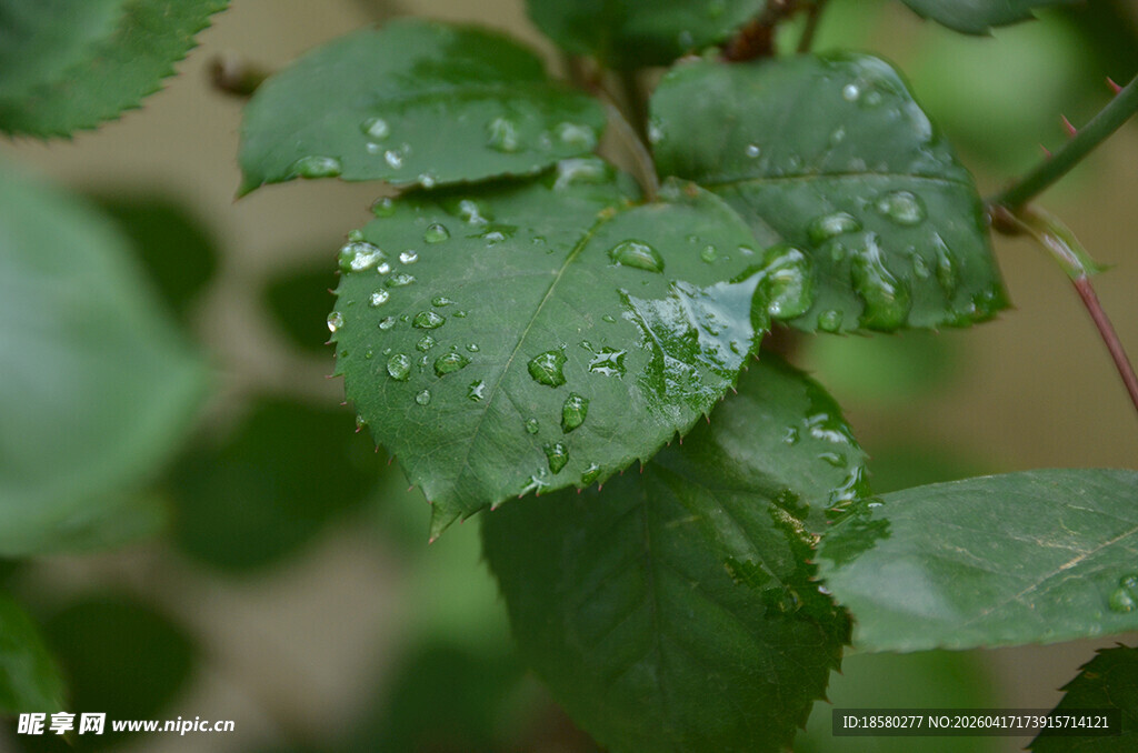 带水珠的翠绿叶片
