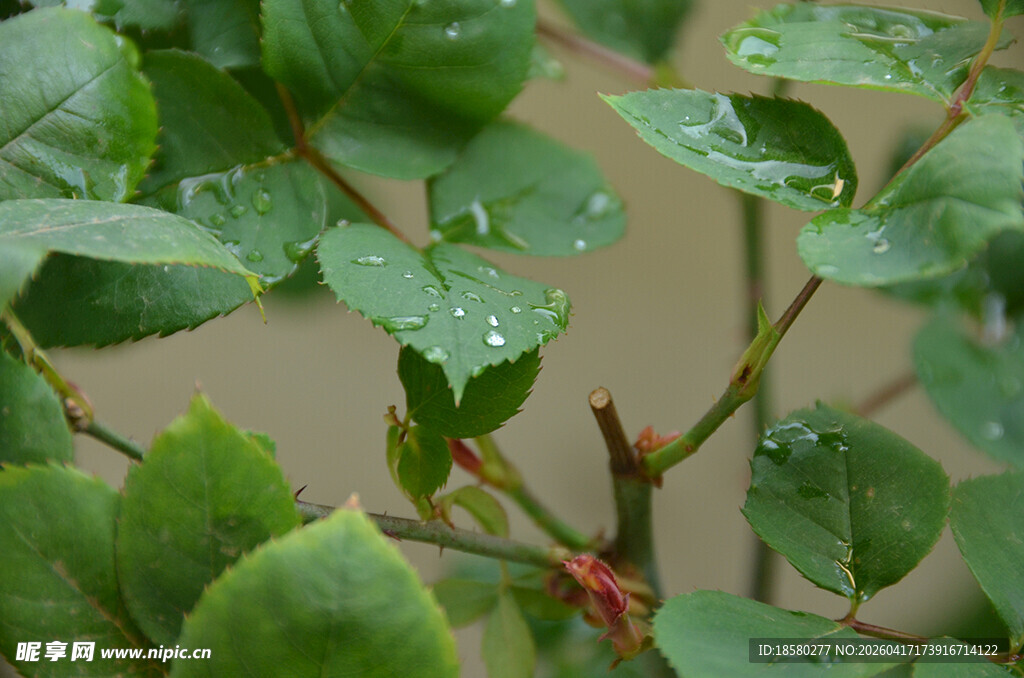 带水珠的嫩绿玫瑰枝叶