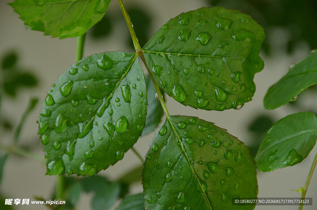 带水珠的鲜绿叶片