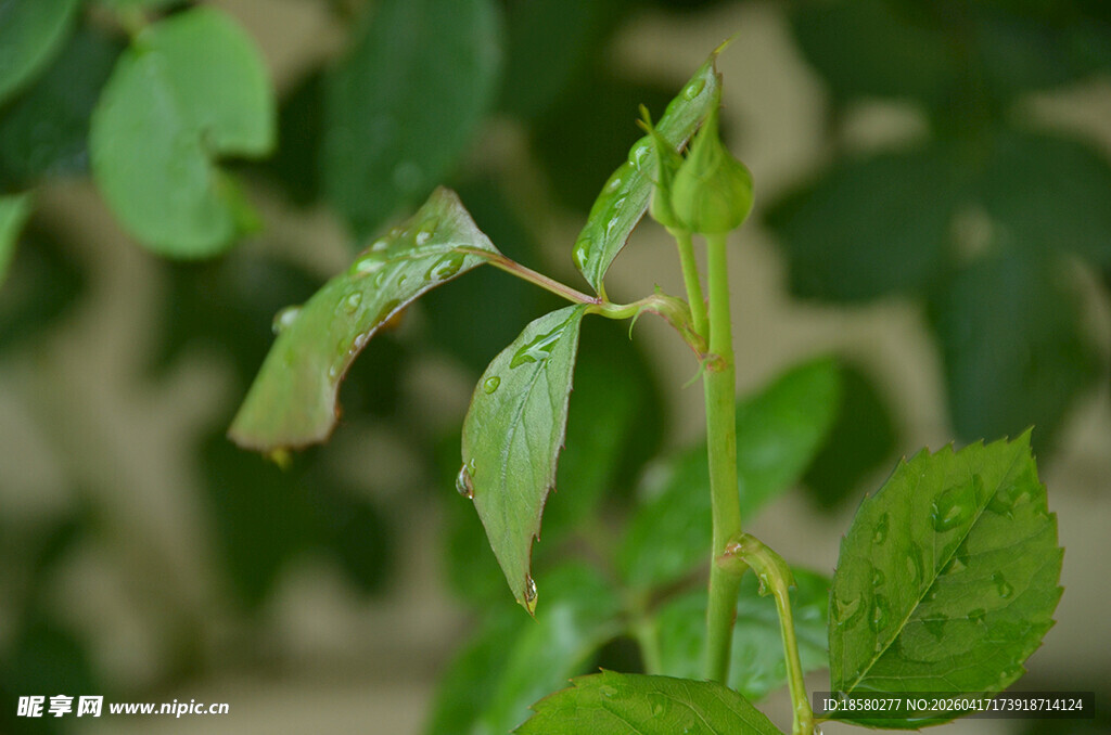嫩绿玫瑰枝叶特写