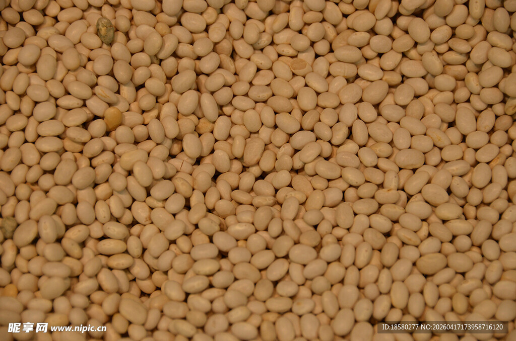 饱满黄豆谷物颗粒特写