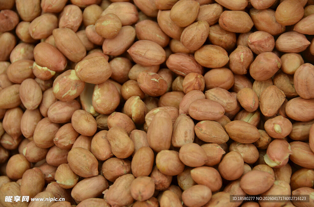 饱满花生粒特写