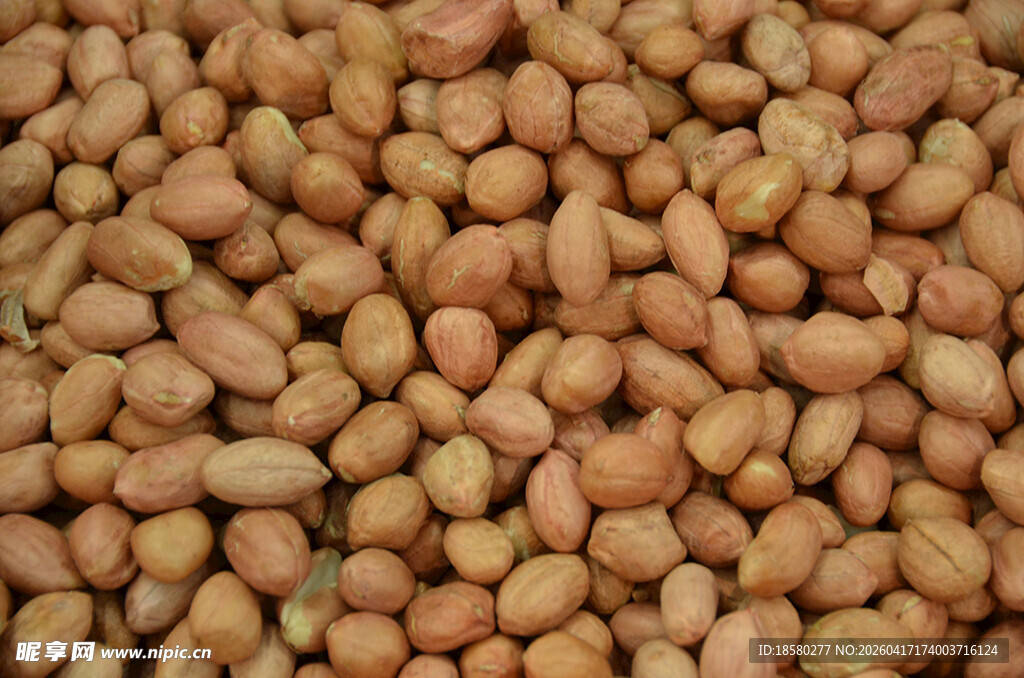 饱满花生粒特写