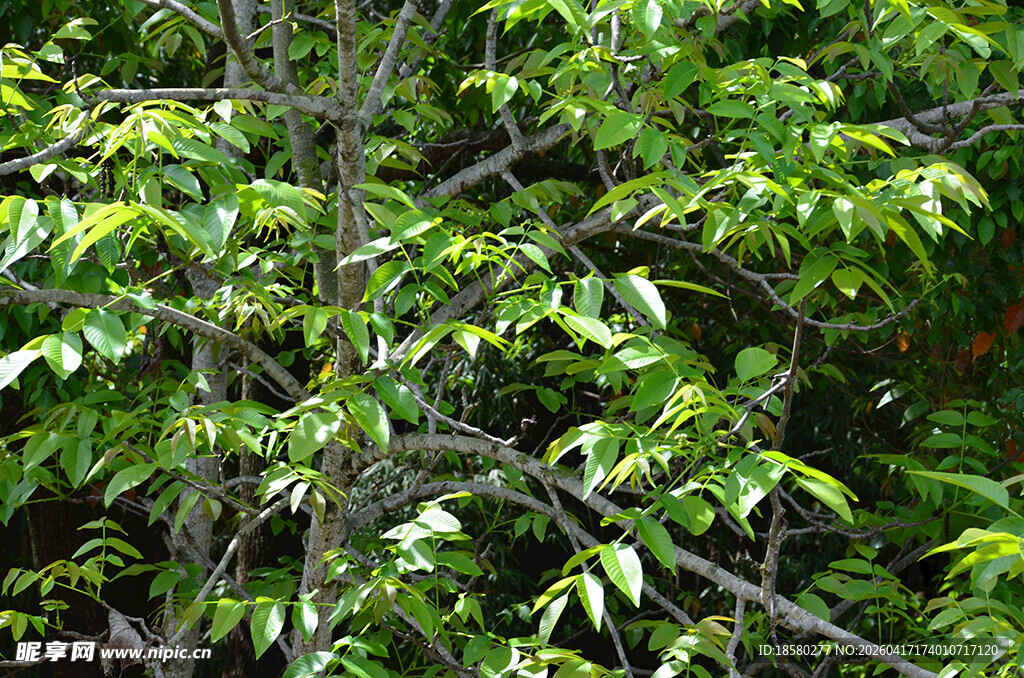 翠绿繁茂的树叶景观
