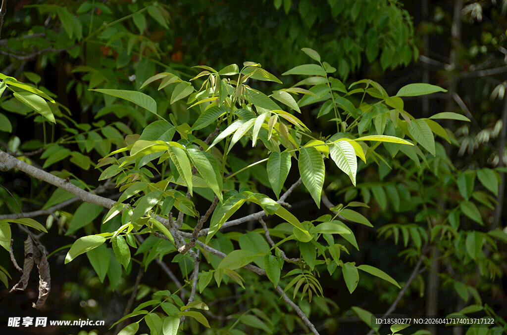 翠绿繁茂的枝叶景观