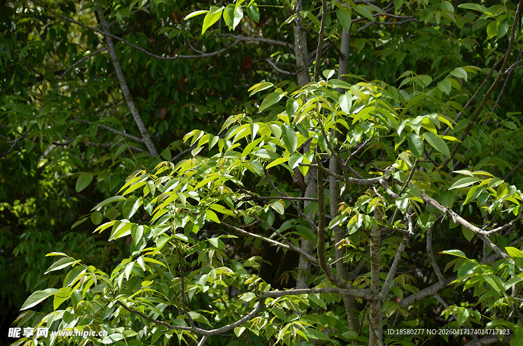 阳光下的翠绿树枝