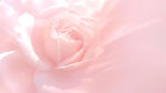 粉玫瑰背景