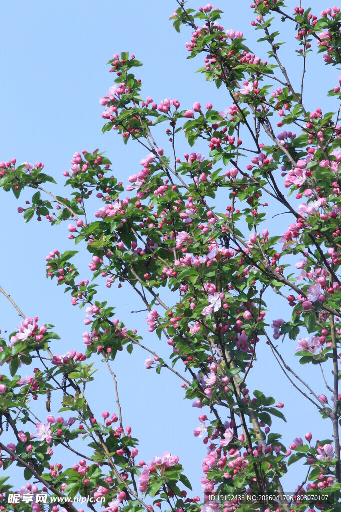 西府海棠花  