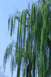 垂柳  