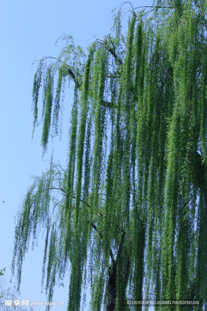 垂柳  