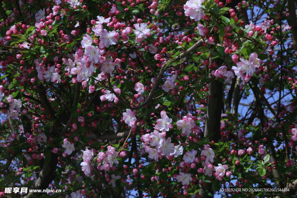 西府海棠花  