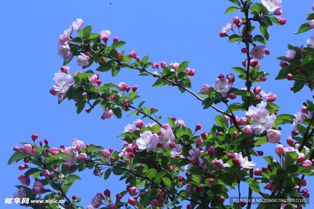 西府海棠花 