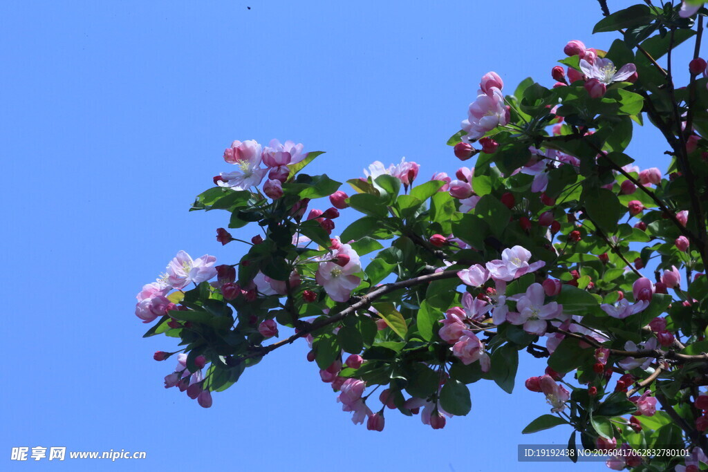 西府海棠花 