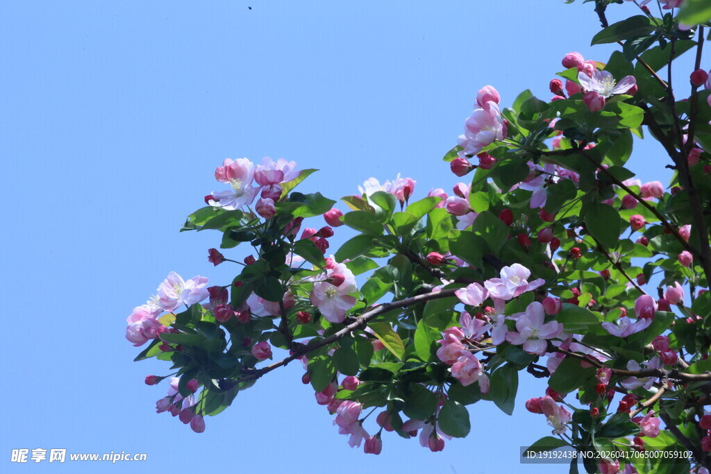 西府海棠花 