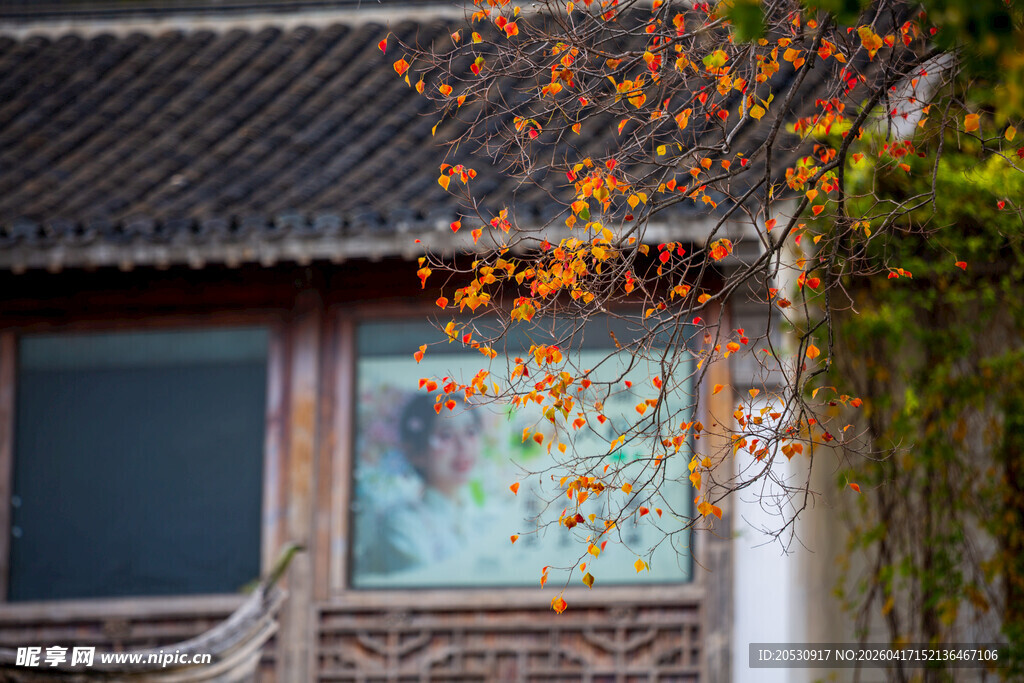 南京老门东徽派建筑乌桕树秋色