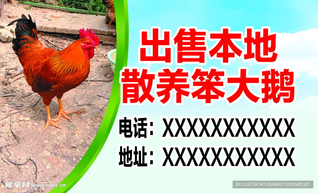 本地散养笨大鹅出售